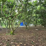Bán vườn trái cây 1000m2 có 118m2 thổ cư tại Phường Bình Lộc, Long Khánh, Đồng Nai - Ảnh thu nhỏ 3