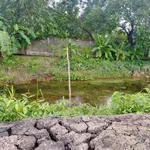 Bán đất vườn cây lâu năm 1.059m2 tại Phú An, gần cầu Ông Cộ - Ảnh thu nhỏ 2