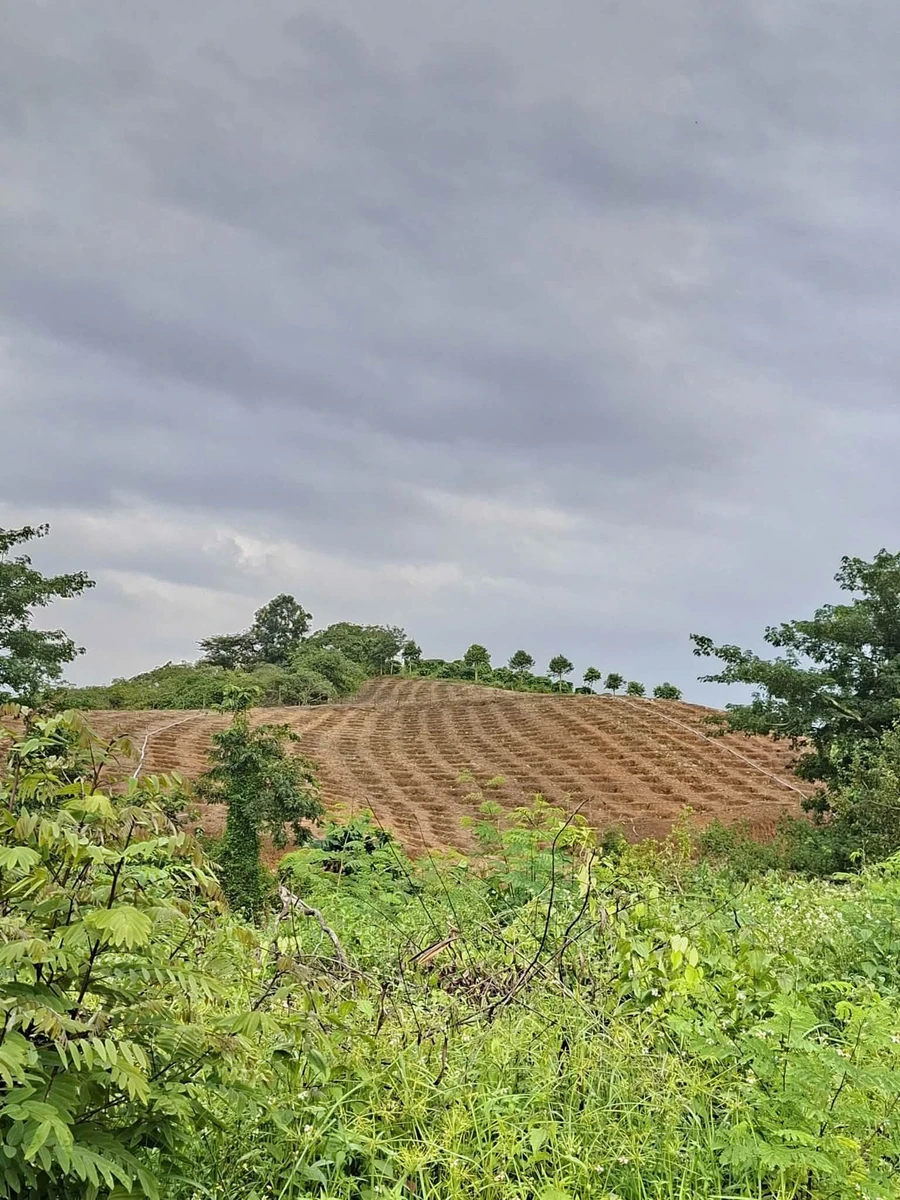 Bán đất trống 1,3ha (thực tế 1,5ha) giá 151 triệu/sào gần KCN Hoà Phú, Đắk Lắk - Ảnh thu nhỏ 2