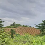 Bán đất trống 1,3ha (thực tế 1,5ha) giá 151 triệu/sào gần KCN Hoà Phú, Đắk Lắk - Ảnh thu nhỏ 2