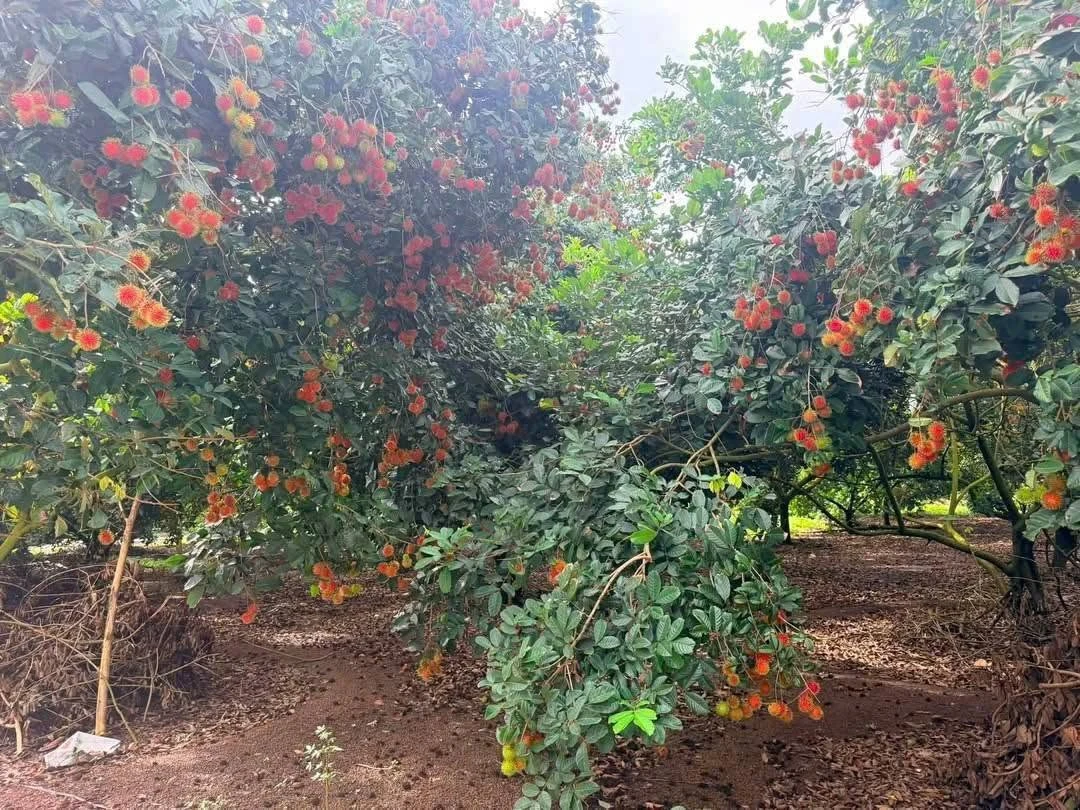 Bán vườn chôm chôm 500m² Long Khánh, 890 triệu - Ảnh 1