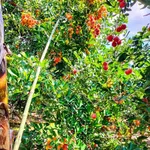 Bán vườn chôm chôm 500m2 Long Khánh 800 triệu - Ảnh thu nhỏ 2