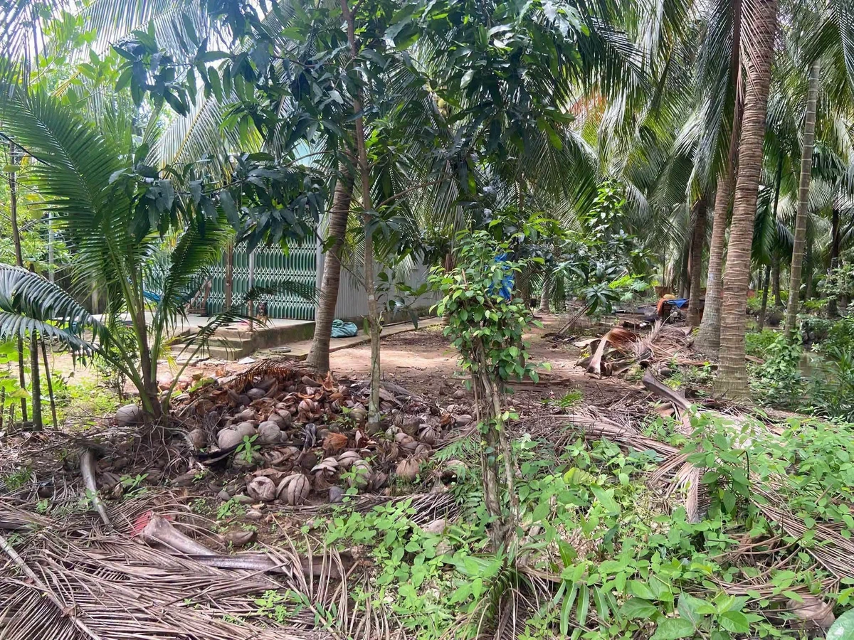 Bán đất Xã Thới Lai Bình Đại 158m² 550 triệu - Ảnh thu nhỏ 2