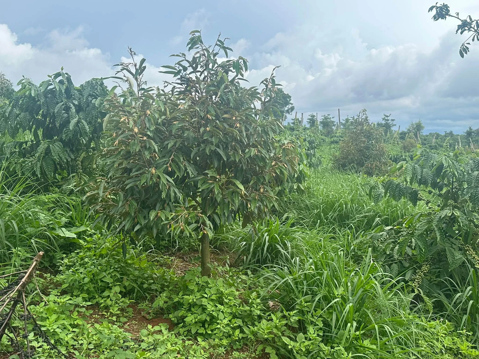 Bán 1ha rẫy cây cà phê, sầu riêng Thuận An - Ảnh 1