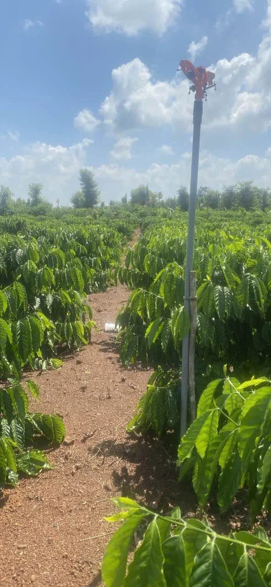 Bán đất cà phê 6.200m² Hòa Khánh, Buôn Ma Thuột - Ảnh thu nhỏ 3