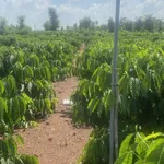Bán đất cà phê 6.200m² Hòa Khánh, Buôn Ma Thuột - Ảnh thu nhỏ 3