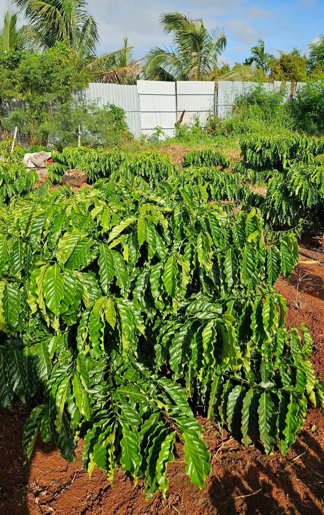 Bán 1,5 héc đất đỏ bazan tại Eapok Cưmgar, Đắk Lắk - Ảnh 1