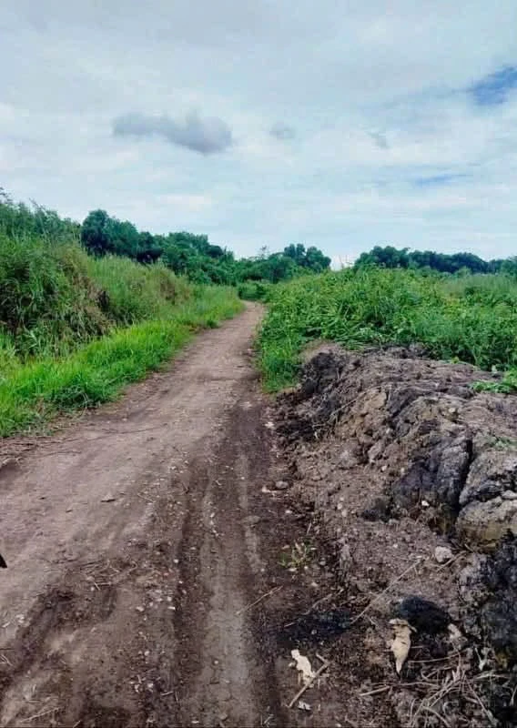Bán đất vườn cây lâu năm 1.059m2 tại Phú An, gần cầu Ông Cộ - Ảnh 1