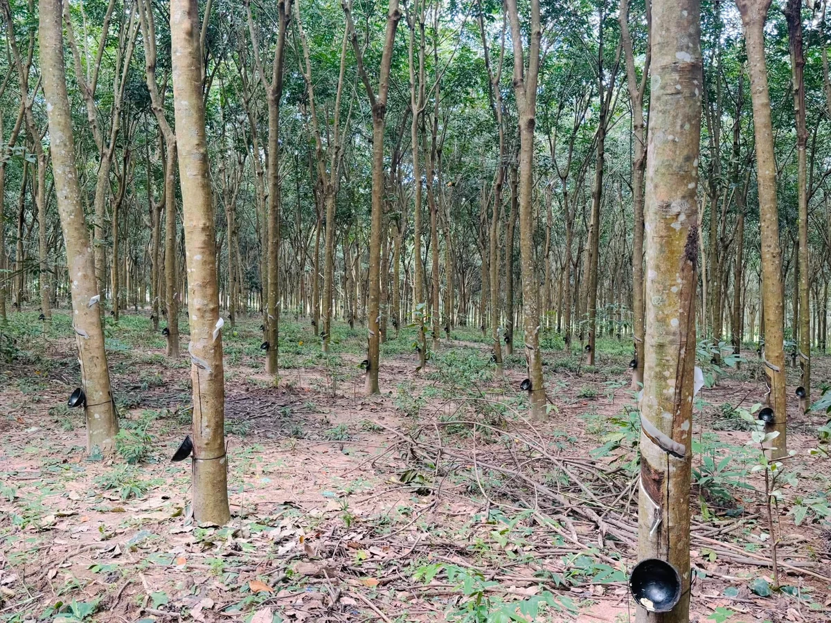 Bán đất 58m2 mặt tiền đường, view hồ Phước Hòa, Đồng Nai - Ảnh thu nhỏ 3