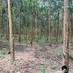 Bán đất 58m2 mặt tiền đường, view hồ Phước Hòa, Đồng Nai - Ảnh thu nhỏ 3