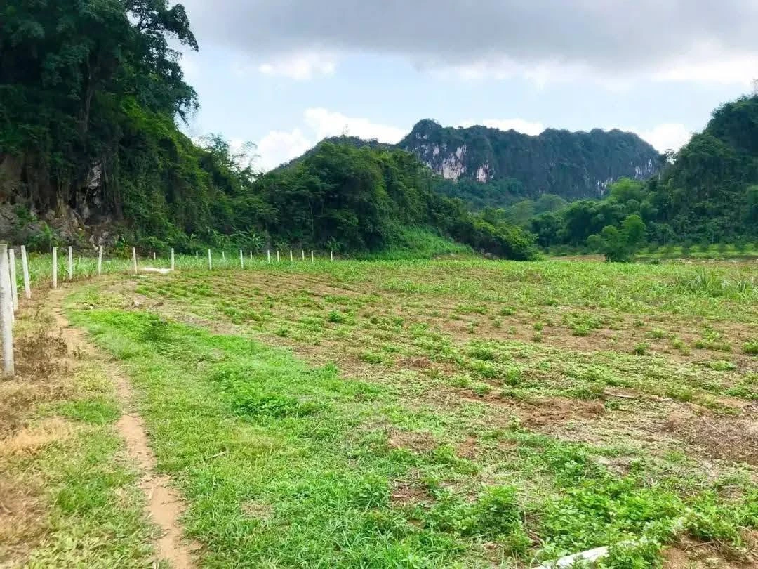 Bán đất 3750m2 mặt tiền 100m Mường Động, Phú Thọ - Ảnh thu nhỏ 4