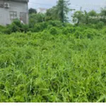 Bán đất tại Phường Mỹ Hòa, thành phố Long Xuyên (nay là phường Long Xuyên), tỉnh An Giang - Ảnh thu nhỏ 4