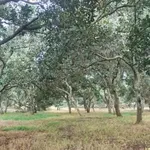 Bán đất Đồng Tâm 2,7 ha giá 3 tỷ - Ảnh thu nhỏ 3