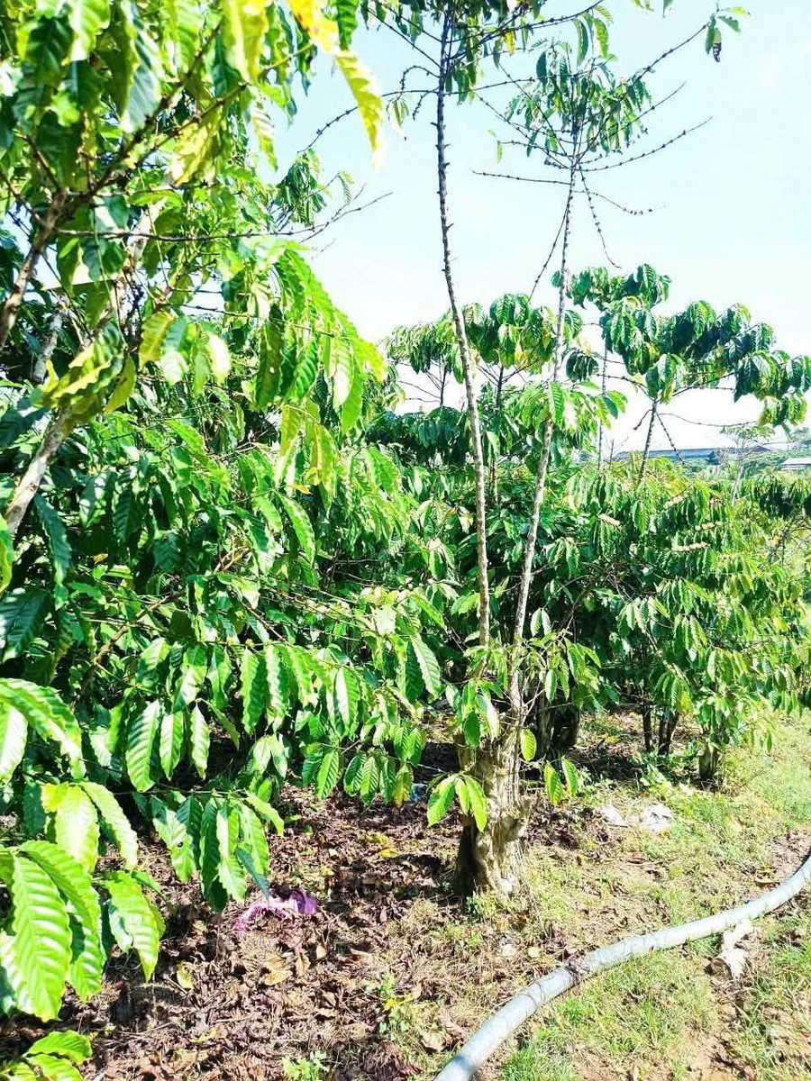 Bán đất 5000m² có nhà kho tại Bảo Lộc, giá 6 tỷ 5 - Ảnh thu nhỏ 4
