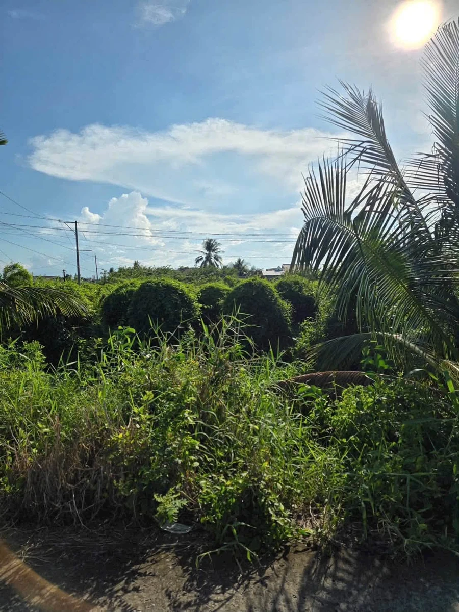 Bán đất 1.240m² (200m² thổ) Hiệp Thạnh, Châu Thành, Long An - 999 triệu - Ảnh thu nhỏ 2