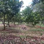 Bán gần 2,6ha điều già và điều ghép tại xã Bình Tân, Đồng Nai - Ảnh thu nhỏ 2