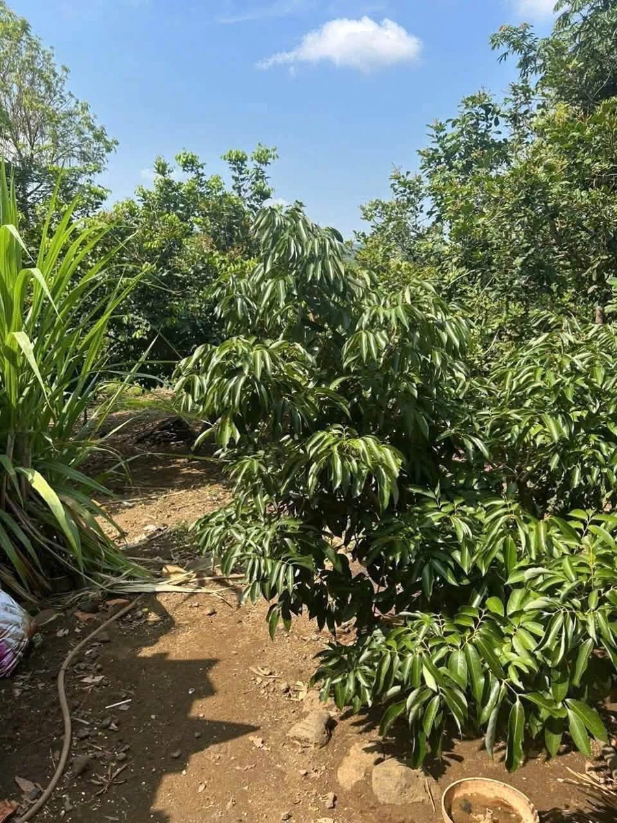 Bán đất Eakhanh, Eahleo, Đắk Lắk, 1700m2, 1 tỷ 299 triệu - Ảnh thu nhỏ 3