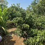 Bán đất Eakhanh, Eahleo, Đắk Lắk, 1700m2, 1 tỷ 299 triệu - Ảnh thu nhỏ 3