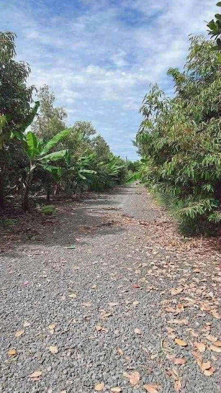 Bán 3000m² đất vườn sầu riêng Bàu Hàn Đồng Nai