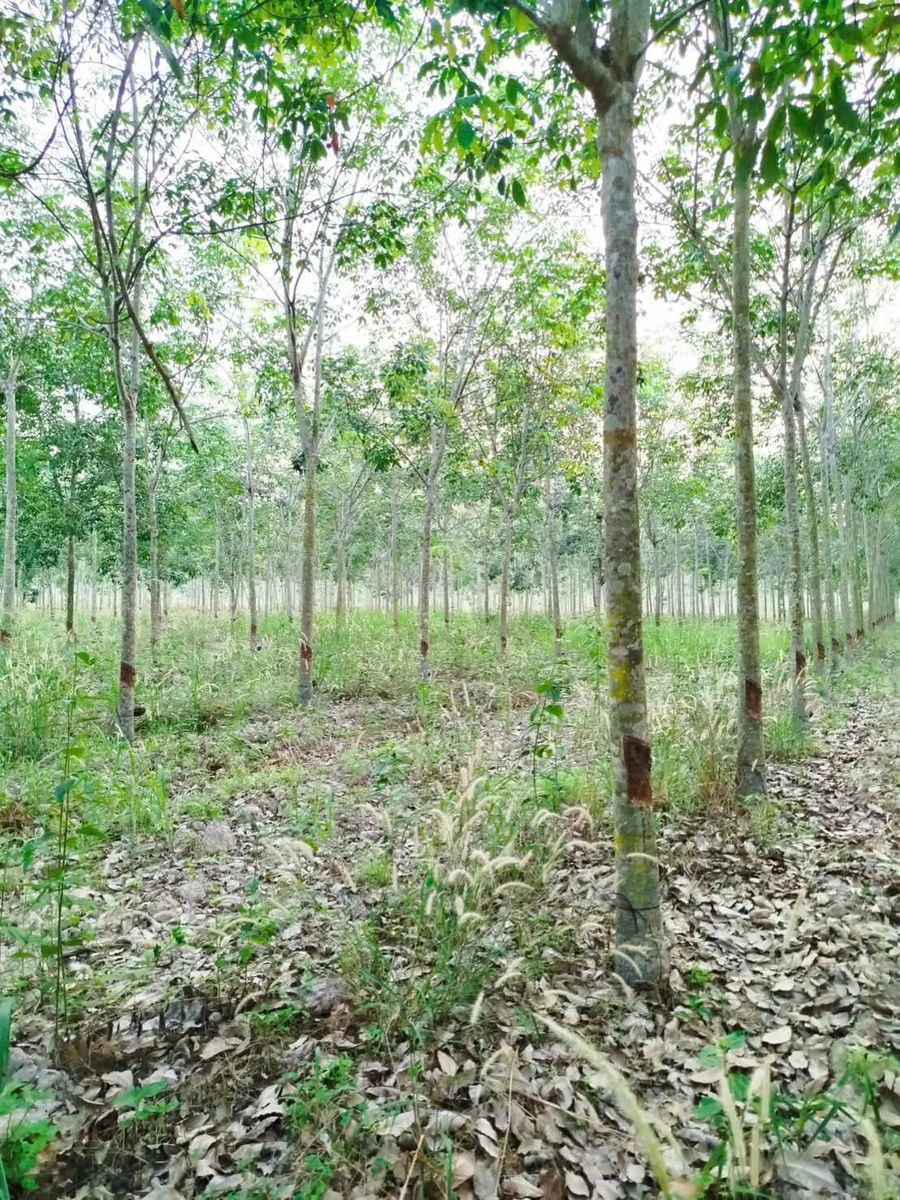 Bán đất 8,4 công có cao su Tân Biên An Giang 820 triệu - Ảnh thu nhỏ 3