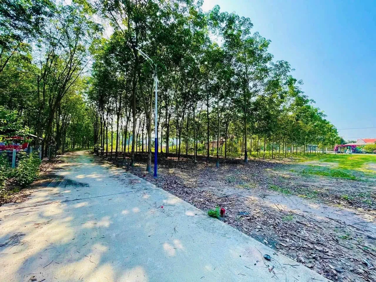 Bán đất mặt tiền Cao Bá Quát 525m2 Bình Chánh - Ảnh thu nhỏ 3