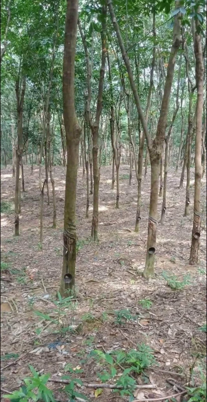 Bán đất mủ cao su Phú Riêng 1 tỷ