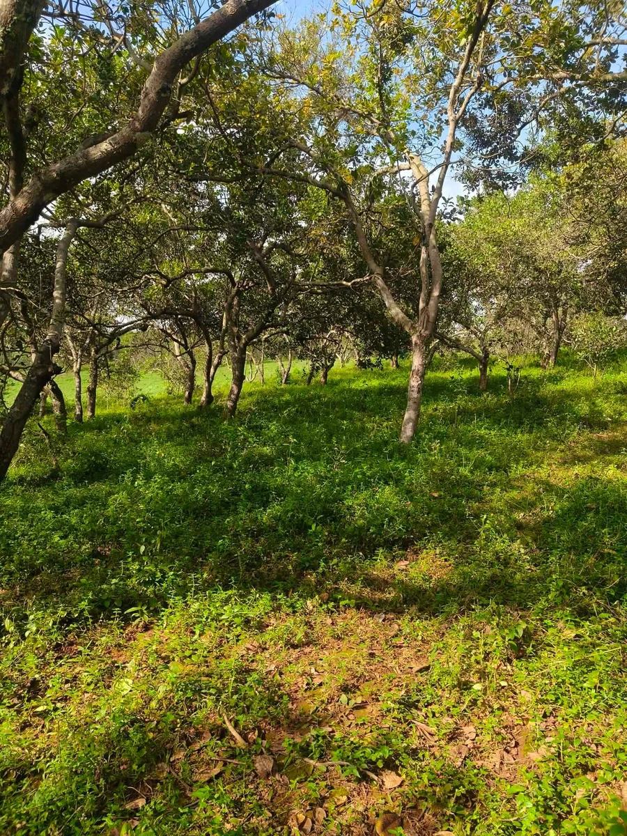 Bán đất 1 hectare Thọ Sơn, Bình Phước, 850 triệu - Ảnh thu nhỏ 2