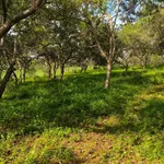 Bán đất 1 hectare Thọ Sơn, Bình Phước, 850 triệu - Ảnh thu nhỏ 2