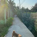 Bán nền 320m² xã Phú Nhuận, Bến Tre - Ảnh thu nhỏ 2