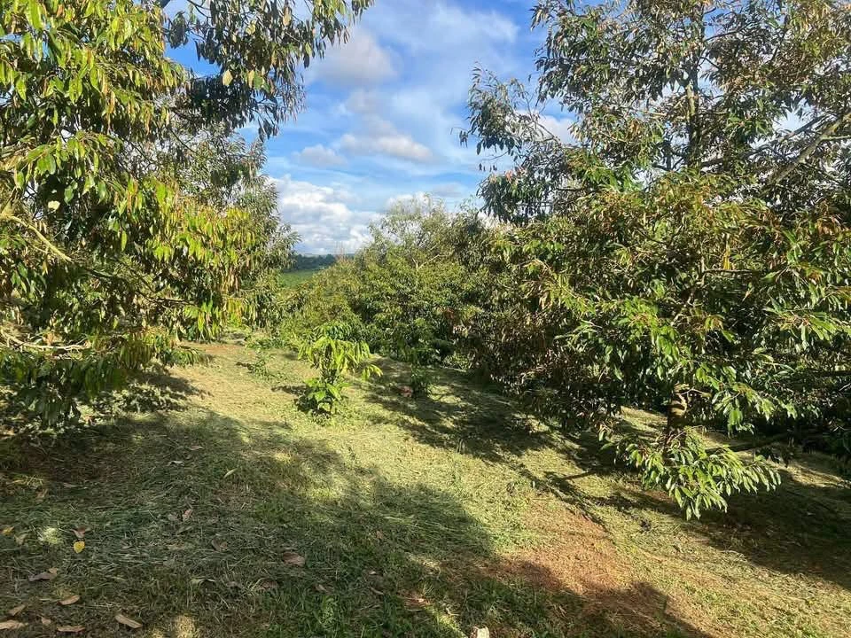Bán đất nông nghiệp 1,5 hectare trồng sầu H'Leo Đắk Lắk - Ảnh thu nhỏ 2
