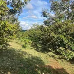 Bán đất nông nghiệp 1,5 hectare trồng sầu H'Leo Đắk Lắk - Ảnh thu nhỏ 2
