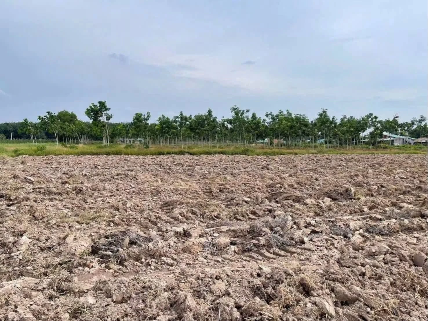 Bán đất thổ cư 400 m² gò cao tại Châu Thành, Tây Ninh - Ảnh 1