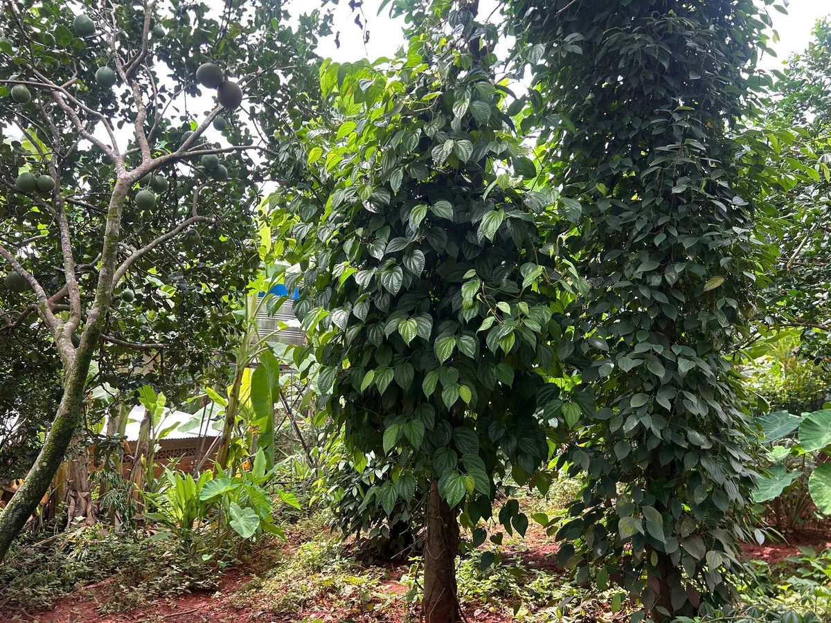 Bán đất vườn 4.200m² Suối Tre, Long Khánh, Đồng Nai - Ảnh thu nhỏ 5