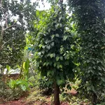 Bán đất vườn 4.200m² Suối Tre, Long Khánh, Đồng Nai - Ảnh thu nhỏ 5