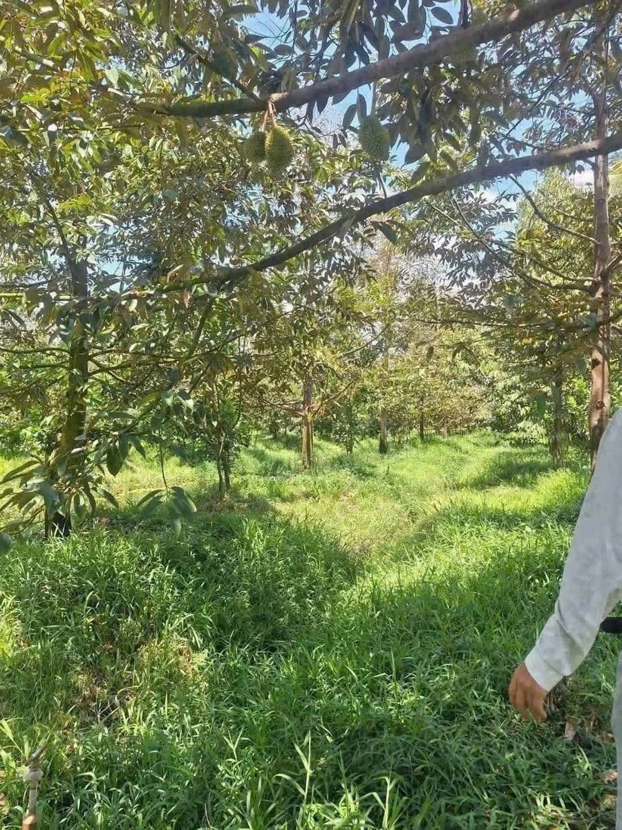 Bán vườn bưởi sầu riêng 5.339m² Nhuận Phú Tân Vĩnh Long - Ảnh thu nhỏ 3