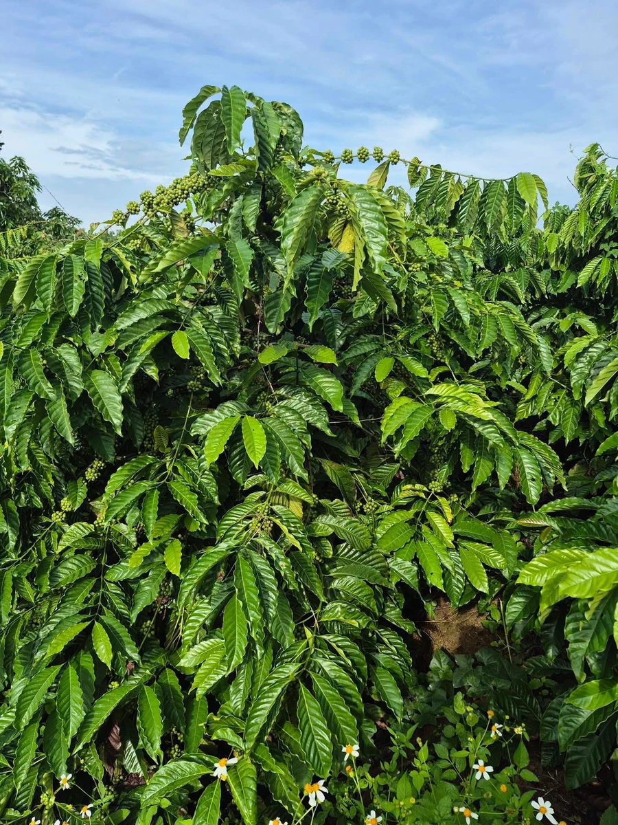 Bán đất vườn cà phê, tiêu 1,2 ha có 2 ao hồ tại xã Long Sơn, Đắk Mil, Đắk Nông - Ảnh thu nhỏ 2