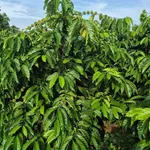 Bán đất vườn cà phê, tiêu 1,2 ha có 2 ao hồ tại xã Long Sơn, Đắk Mil, Đắk Nông - Ảnh thu nhỏ 2