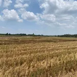 Bán đất ruộng 16 công mặt tiền kinh, Phong Thạnh, Vĩnh Long - Ảnh thu nhỏ 3