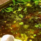 Homestay nhà vườn xinh xắn không gian sống yên bình giữa đồng quê Tuy An - Ảnh thu nhỏ 26