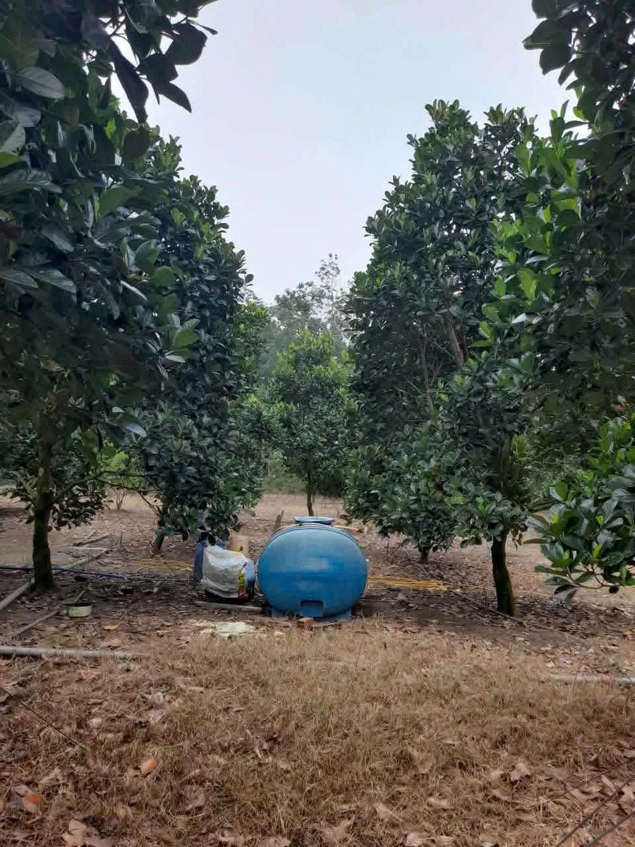 Bán đất mặt tiền 13.000m² vườn mít Xuân Lộc Đồng Nai - Ảnh thu nhỏ 3