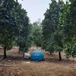 Bán đất mặt tiền 13.000m² vườn mít Xuân Lộc Đồng Nai - Ảnh thu nhỏ 3