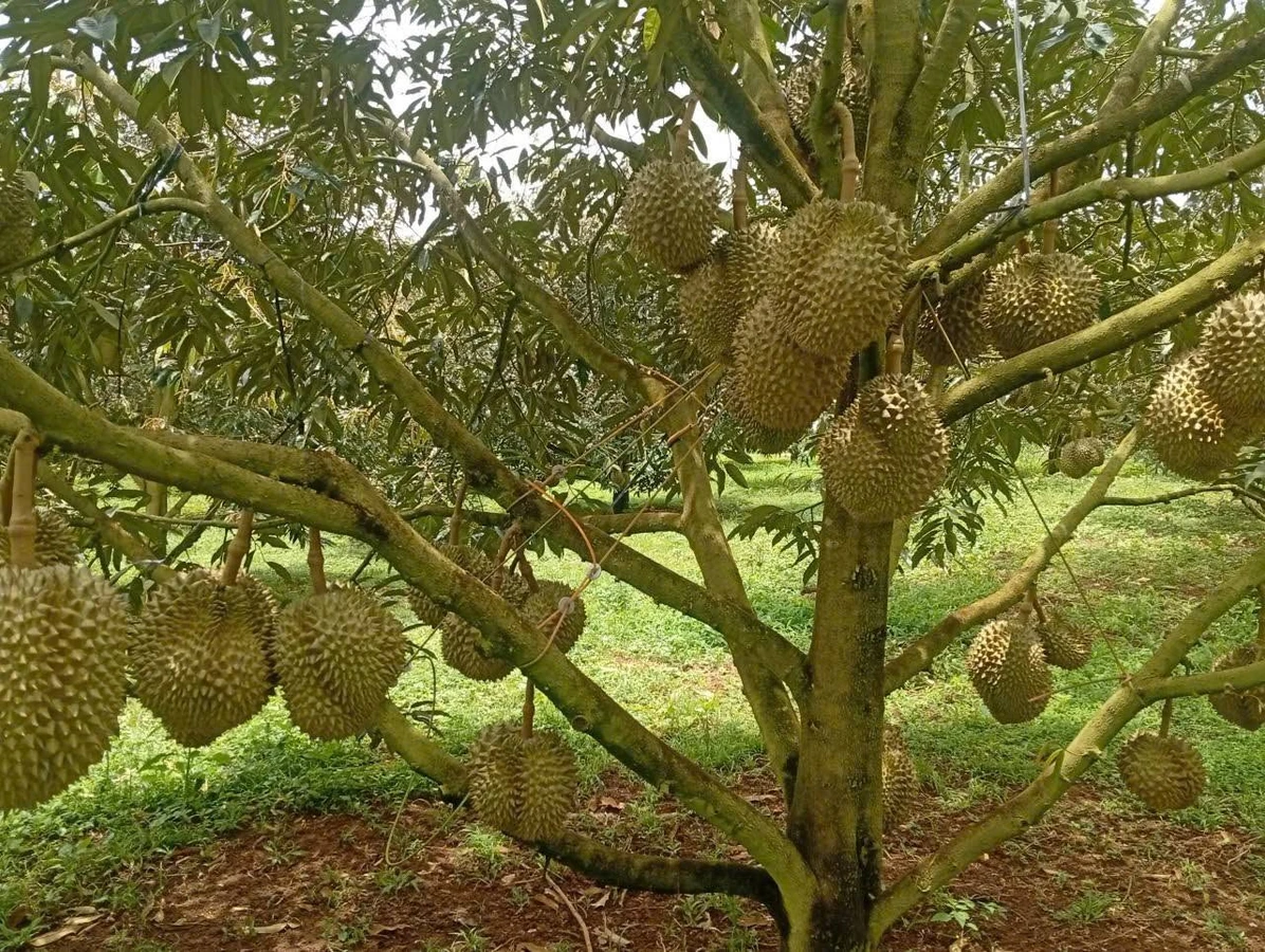Bán rẫy sầu riêng 7,3 ha xã Quãng Sơn Đắk Nông, 15 tỷ - Ảnh 1