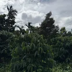 Bán đất rẫy 1,1 ha Hòa Thuận Đắk Lắk 5 tỷ 600 triệu - Ảnh thu nhỏ 4