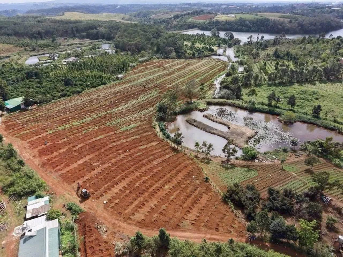 Bán rẫy 1,9 ha Lâm Đồng giá 4,4 tỷ - Ảnh 1