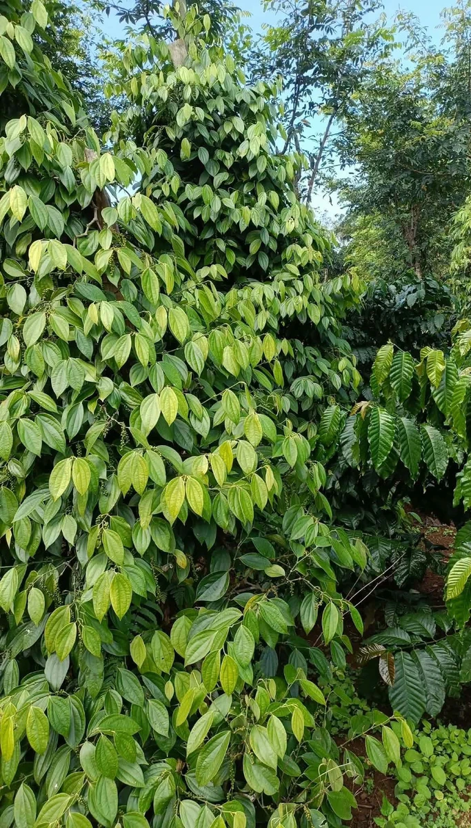 Bán 9 hecta đất vườn cà phê, tiêu tại Lâm Đồng - Ảnh 1