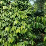 Bán 9 hecta đất vườn cà phê, tiêu tại Lâm Đồng - Ảnh thu nhỏ 1
