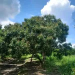 Bán đất tại Tân Hội, Vĩnh Long 3,5 tỷ, 2849m2, có 100m2 đất ở, view đẹp, chính chủ - Ảnh thu nhỏ 19
