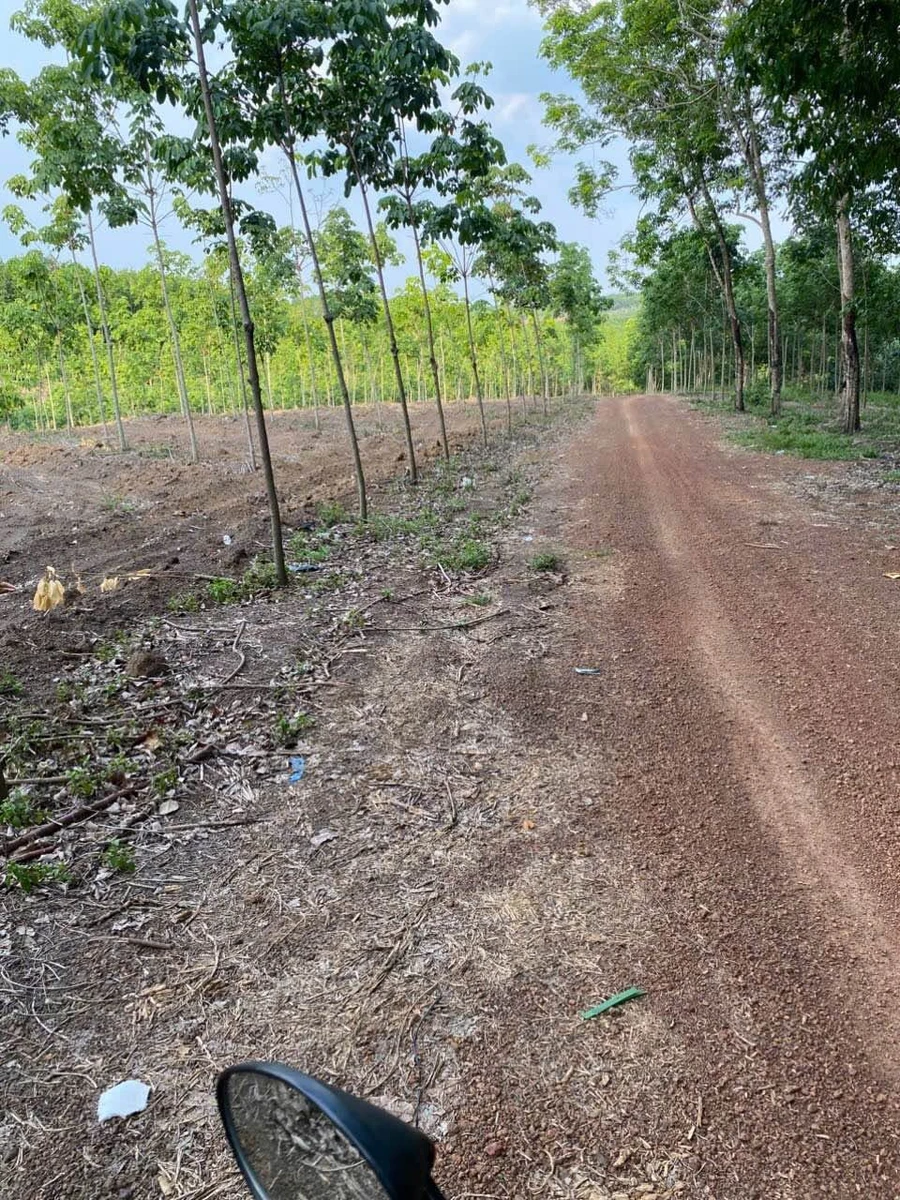 Bán đất cao su 3 ha, 200m mặt tiền, Ấp 6 Tân Thành, Bình Tân - Ảnh thu nhỏ 2