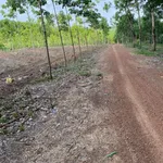 Bán đất cao su 3 ha, 200m mặt tiền, Ấp 6 Tân Thành, Bình Tân - Ảnh thu nhỏ 2