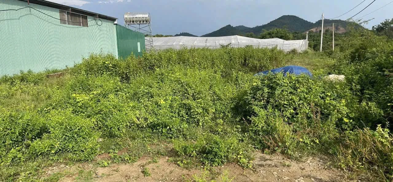 Bán lô góc 2 mặt tiền 457m² Buôn Đôn, Đắk Lắk - Ảnh 1